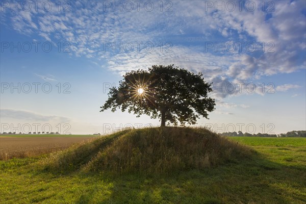 Sun shining behind common oak