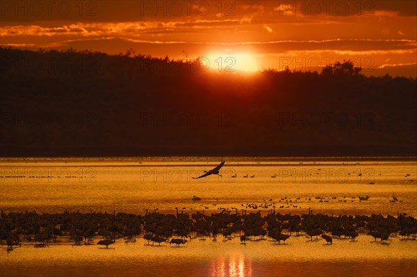 Flock of common cranes