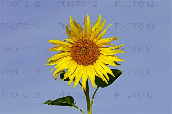 Common sunflower