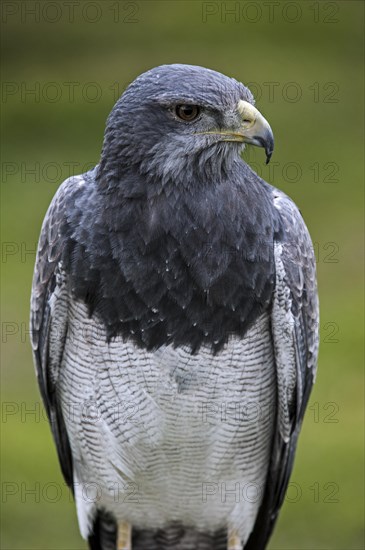 Close up of Black-chested buzzard-eagle