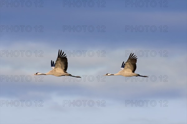 Two migrating common cranes