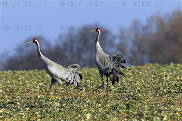Two common cranes