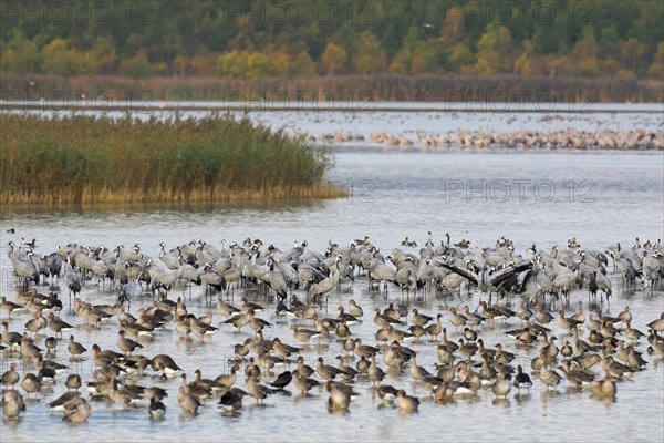 Flock of common cranes