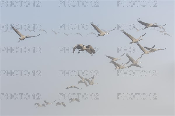 Migrating common cranes