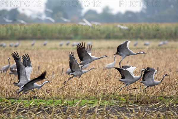 Flock of common cranes