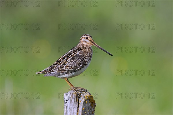 Common snipe