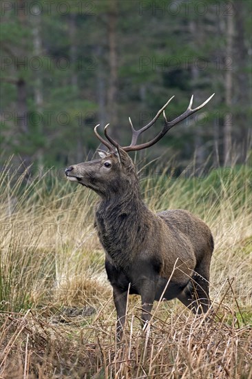 Red deer