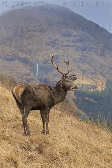 Red deer