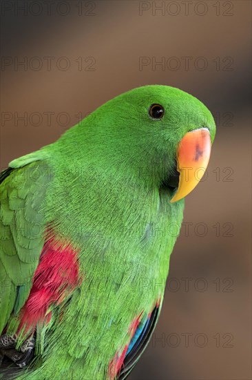 Eclectus parrot