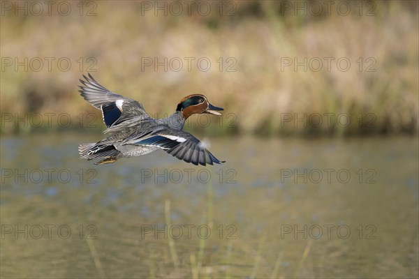 Eurasian teal