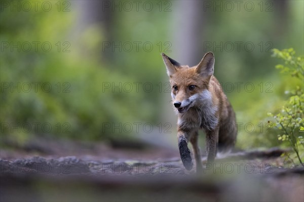Red fox lured on a forest path with hare lament
