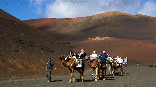 Camel safari