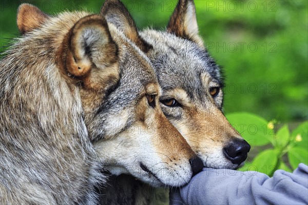 Two hand-reared gray wolves