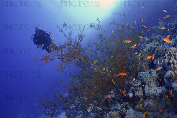 Black bushy black coral