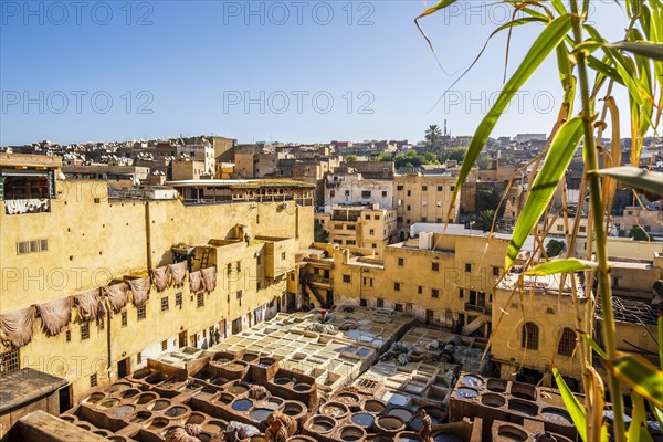 Famous skin tannery in Fes