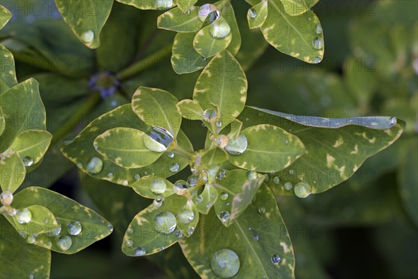 Golden spurge