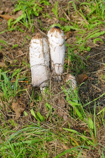 Stinkhorns