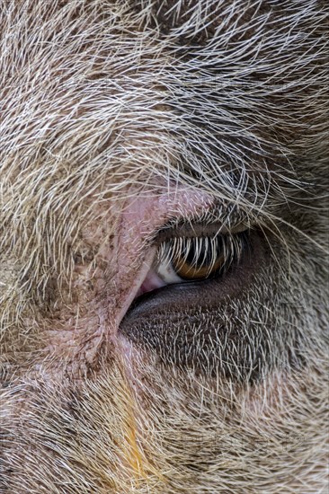 Close-up of eye and eyelashes of domestic pig