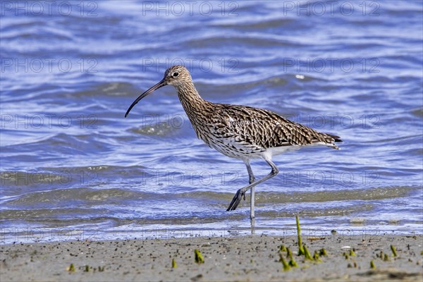 Eurasian curlew