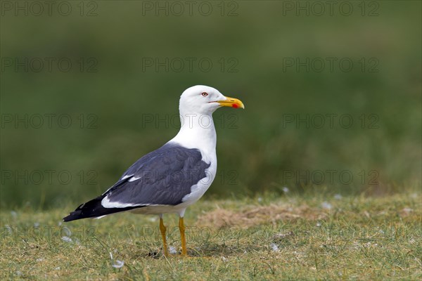 Lesser black-backed gull