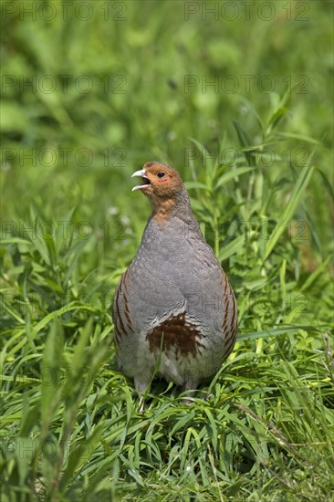 Grey partridge