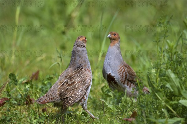 Two territorial male grey partridges