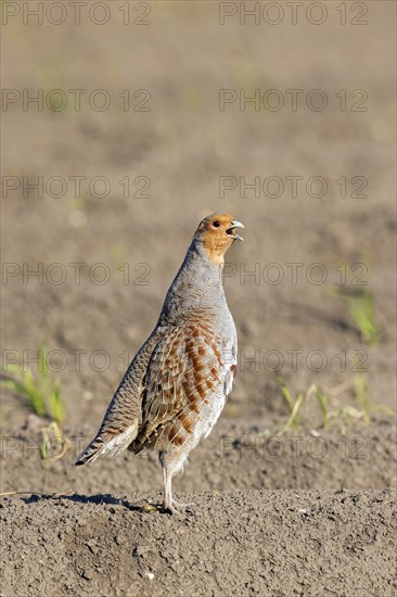 Grey partridge