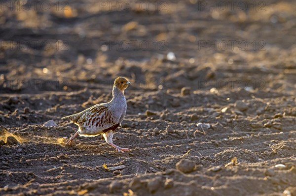 Grey partridge