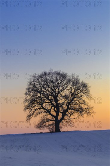 Common oak