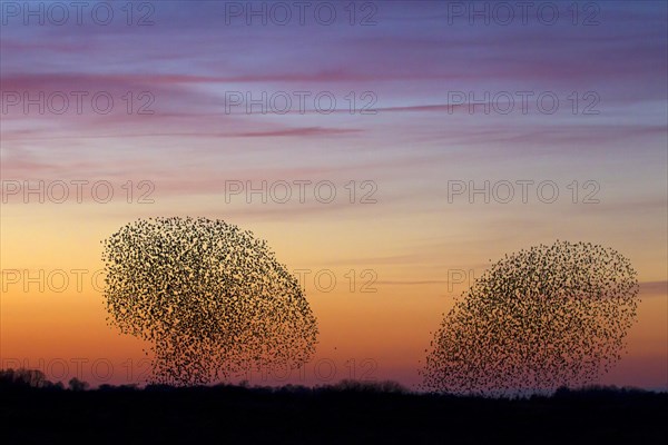 Two European starling