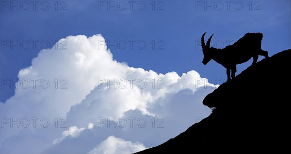 Silhouette of Alpine ibex