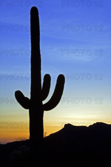 Saguaro