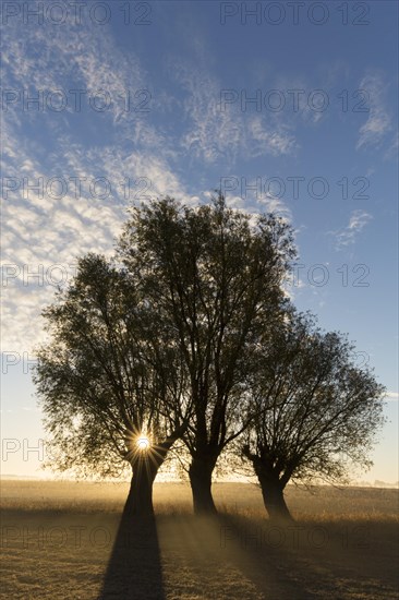 Sun shining through branches of pollard willows/ pollarded white willows