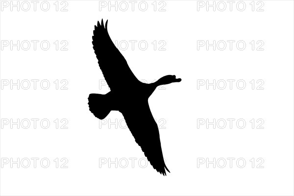 Silhouette of common shelduck