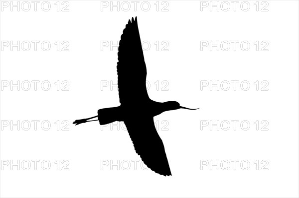 Silhouette of pied avocet