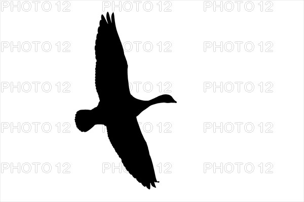Silhouette of barnacle goose