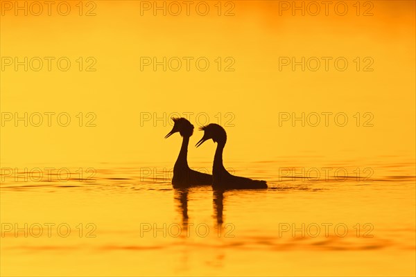 Great crested grebe