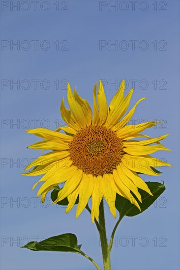 Common sunflower