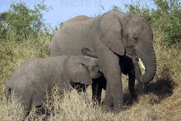 African elephant