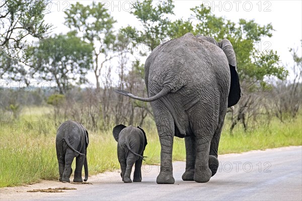 African bush elephant