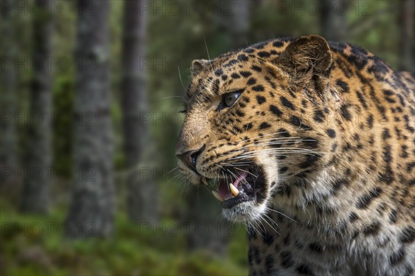 Amur leopard