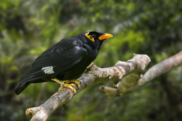 Common hill myna