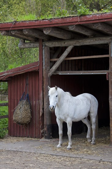 White horse