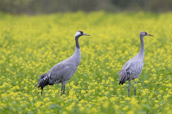 Common cranes