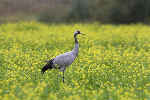 Common crane