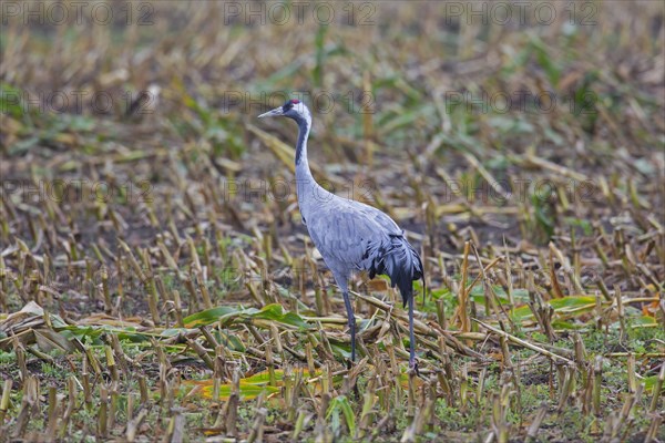 Common crane