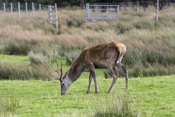 Red deer