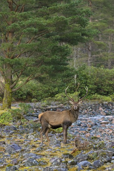 Red deer