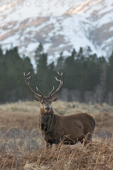 Red deer