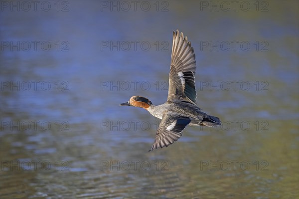 Eurasian teal